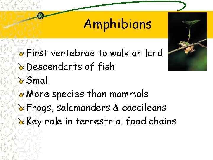 Amphibians First vertebrae to walk on land Descendants of fish Small More species than Amphibians First vertebrae to walk on land Descendants of fish Small More species than