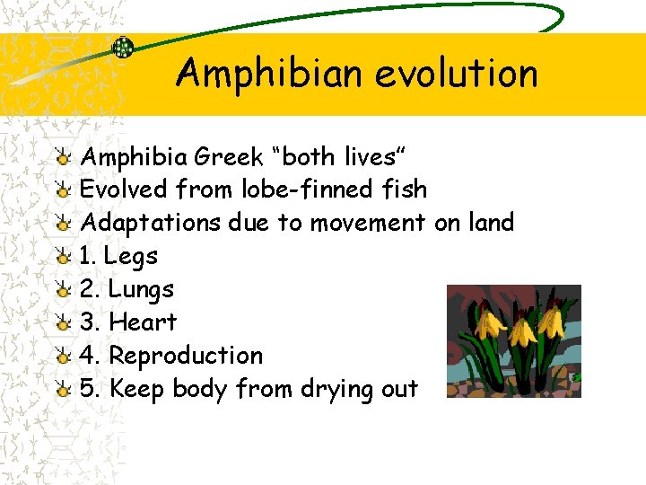 Amphibian evolution Amphibia Greek “both lives” Evolved from lobe-finned fish Adaptations due to movement Amphibian evolution Amphibia Greek “both lives” Evolved from lobe-finned fish Adaptations due to movement