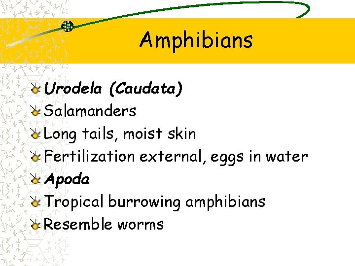 Amphibians Urodela (Caudata) Salamanders Long tails, moist skin Fertilization external, eggs in water Apoda Amphibians Urodela (Caudata) Salamanders Long tails, moist skin Fertilization external, eggs in water Apoda