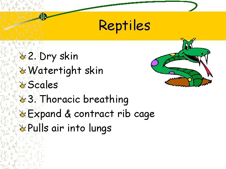 Reptiles 2. Dry skin Watertight skin Scales 3. Thoracic breathing Expand & contract rib Reptiles 2. Dry skin Watertight skin Scales 3. Thoracic breathing Expand & contract rib