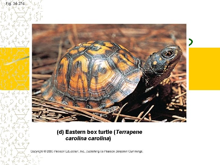 Fig. 34 -27 d (d) Eastern box turtle (Terrapene carolina) Fig. 34 -27 d (d) Eastern box turtle (Terrapene carolina)