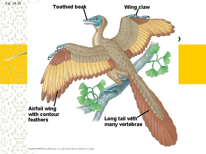 Fig. 34 -29 Toothed beak Airfoil wing with contour feathers Wing claw Long tail Fig. 34 -29 Toothed beak Airfoil wing with contour feathers Wing claw Long tail