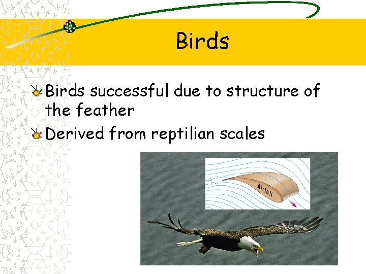 Birds successful due to structure of the feather Derived from reptilian scales Birds successful due to structure of the feather Derived from reptilian scales
