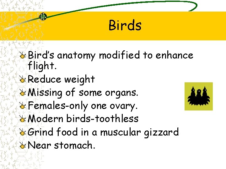 Birds Bird’s anatomy modified to enhance flight. Reduce weight Missing of some organs. Females-only Birds Bird’s anatomy modified to enhance flight. Reduce weight Missing of some organs. Females-only