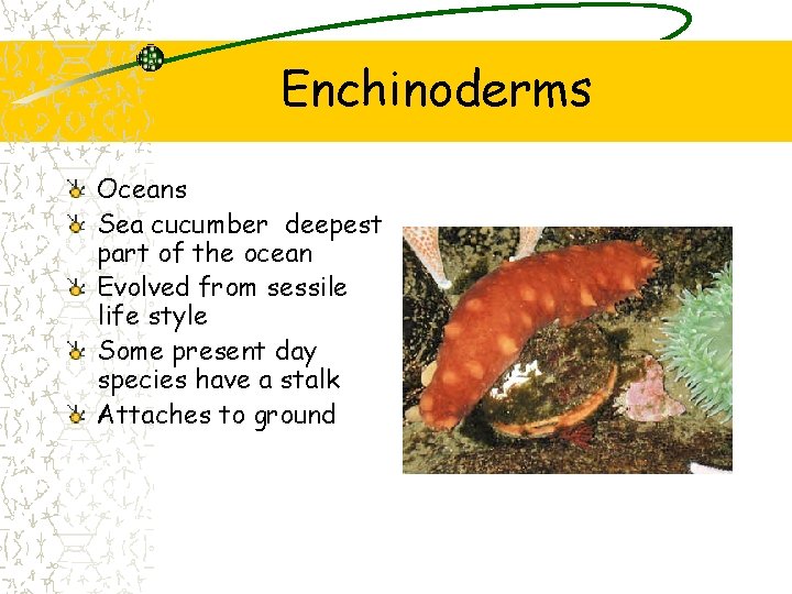 Enchinoderms Oceans Sea cucumber deepest part of the ocean Evolved from sessile life style Enchinoderms Oceans Sea cucumber deepest part of the ocean Evolved from sessile life style