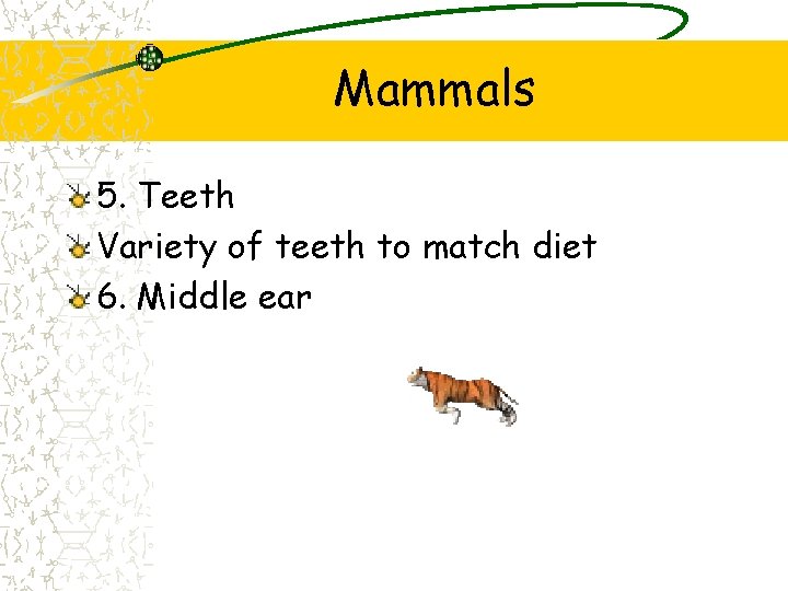 Mammals 5. Teeth Variety of teeth to match diet 6. Middle ear Mammals 5. Teeth Variety of teeth to match diet 6. Middle ear