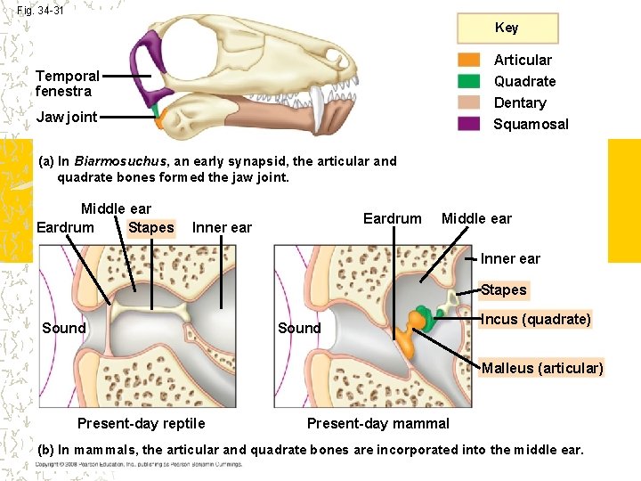 Fig. 34 -31 Key Articular Quadrate Dentary Temporal fenestra Jaw joint Squamosal (a) In Fig. 34 -31 Key Articular Quadrate Dentary Temporal fenestra Jaw joint Squamosal (a) In