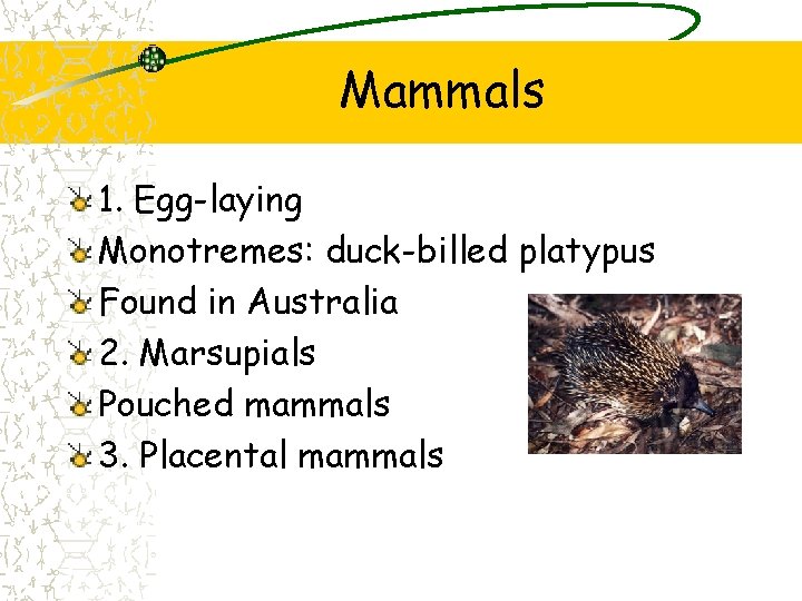 Mammals 1. Egg-laying Monotremes: duck-billed platypus Found in Australia 2. Marsupials Pouched mammals 3. Mammals 1. Egg-laying Monotremes: duck-billed platypus Found in Australia 2. Marsupials Pouched mammals 3.