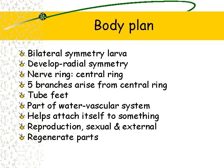Body plan Bilateral symmetry larva Develop-radial symmetry Nerve ring: central ring 5 branches arise Body plan Bilateral symmetry larva Develop-radial symmetry Nerve ring: central ring 5 branches arise