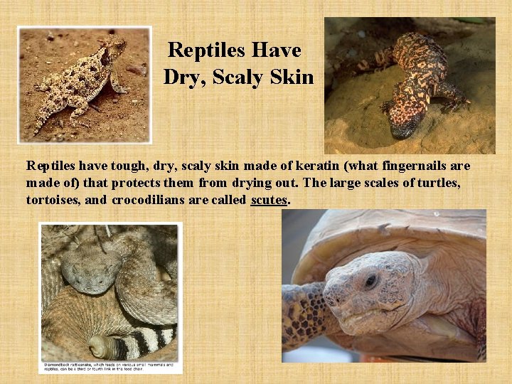 Reptiles and Amphibians Reptiles There are 6 800
