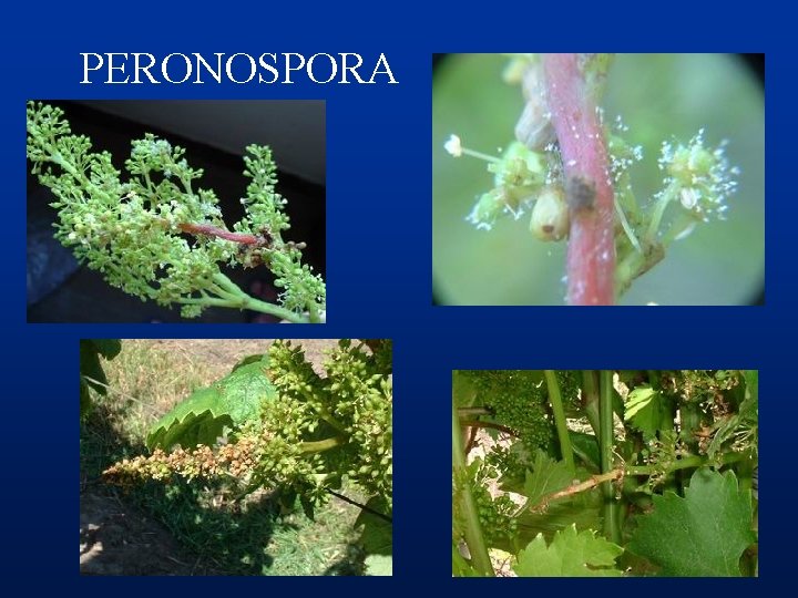 PERONOSPORA 