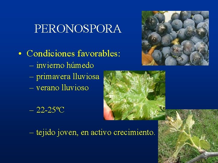 PERONOSPORA • Condiciones favorables: – invierno húmedo – primavera lluviosa – verano lluvioso –