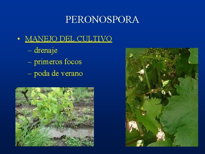 PERONOSPORA • MANEJO DEL CULTIVO – drenaje – primeros focos – poda de verano