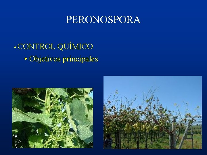 PERONOSPORA • CONTROL QUÍMICO • Objetivos principales 