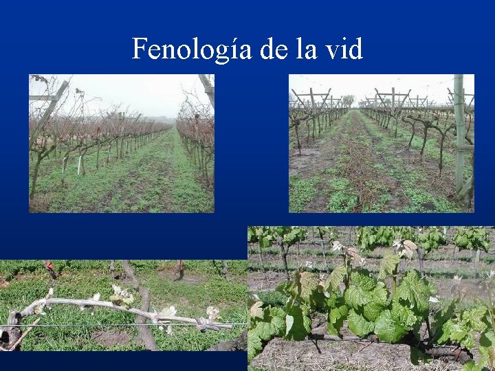 Fenología de la vid 