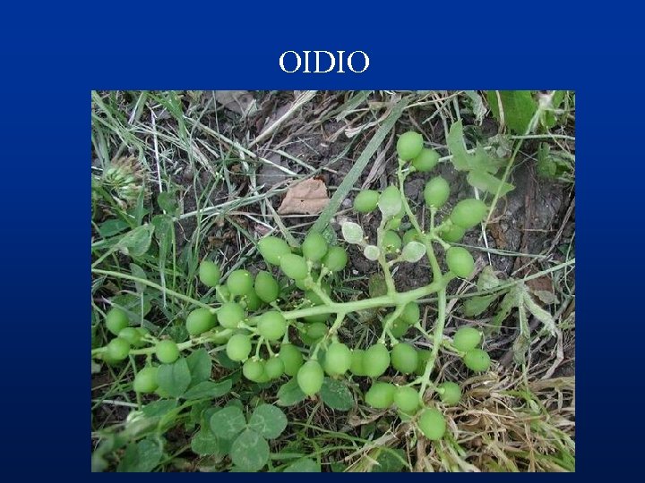 OIDIO 