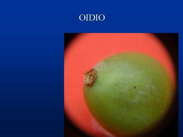 OIDIO 