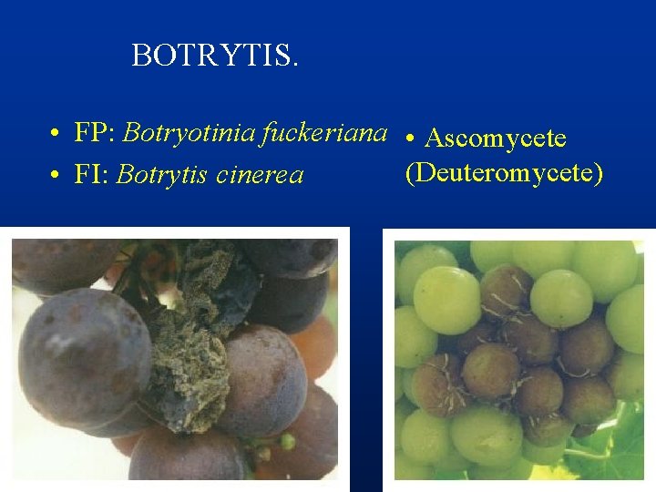 BOTRYTIS. • FP: Botryotinia fuckeriana • Ascomycete (Deuteromycete) • FI: Botrytis cinerea 