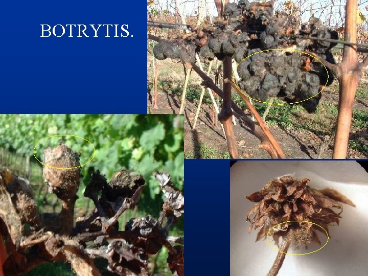 BOTRYTIS. 