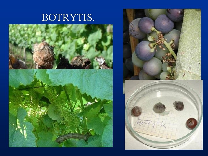 BOTRYTIS. 