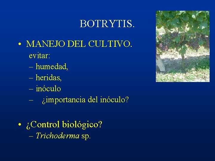 BOTRYTIS. • MANEJO DEL CULTIVO. evitar: – humedad, – heridas, – inóculo – ¿importancia