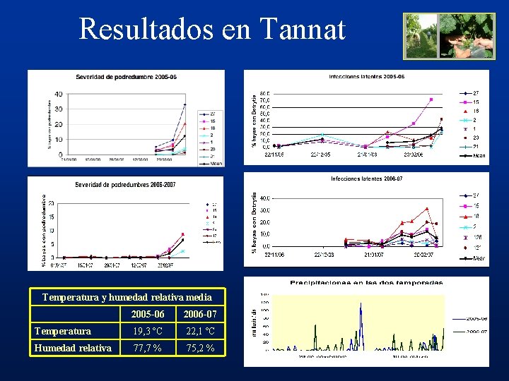 Resultados en Tannat Temperatura y humedad relativa media 2005 -06 2006 -07 Temperatura 19,