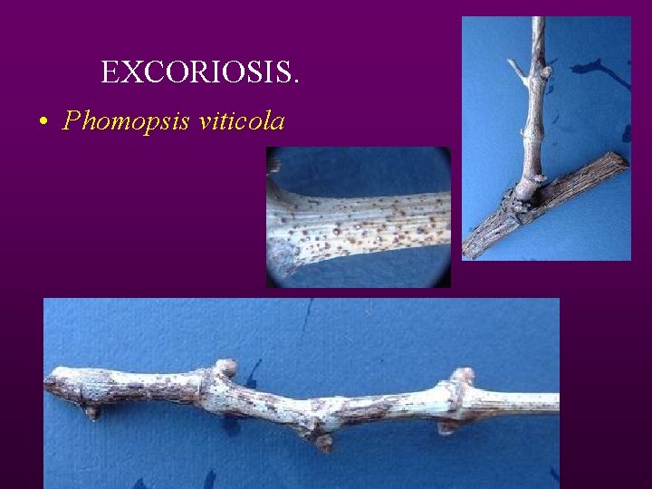 EXCORIOSIS. • Phomopsis viticola 