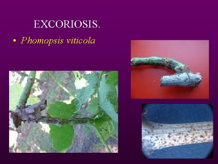 EXCORIOSIS. • Phomopsis viticola 