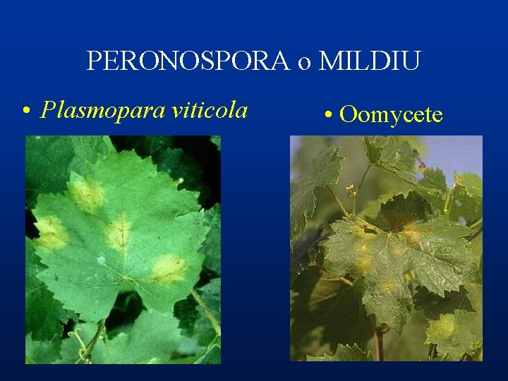 PERONOSPORA o MILDIU • Plasmopara viticola • Oomycete 
