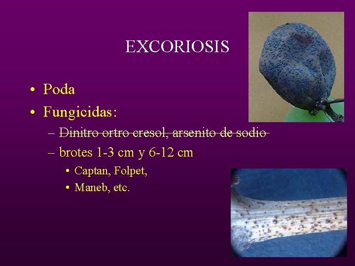 EXCORIOSIS • Poda • Fungicidas: – Dinitro ortro cresol, arsenito de sodio – brotes