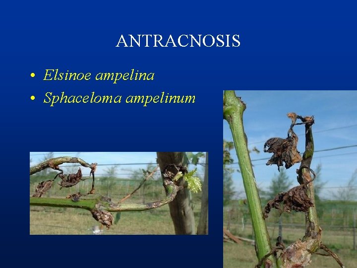 ANTRACNOSIS • Elsinoe ampelina • Sphaceloma ampelinum 