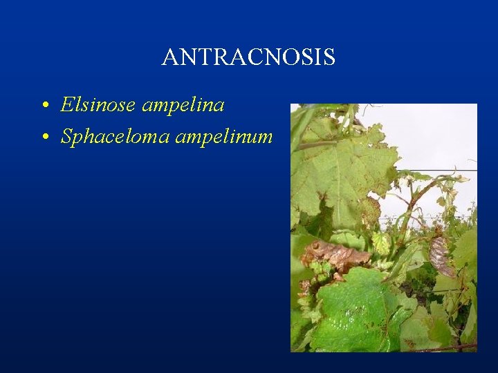 ANTRACNOSIS • Elsinose ampelina • Sphaceloma ampelinum 