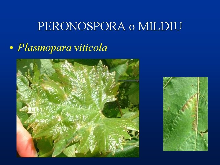 PERONOSPORA o MILDIU • Plasmopara viticola 