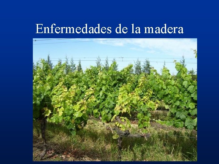 Enfermedades de la madera 