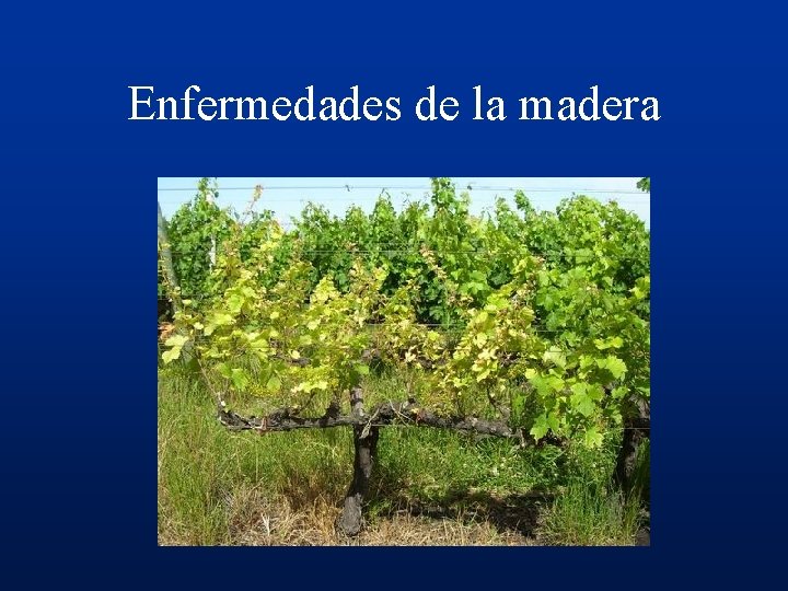 Enfermedades de la madera 