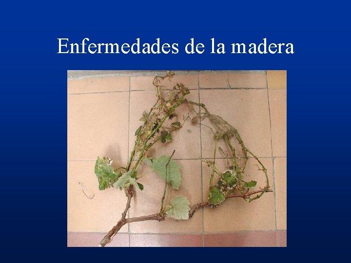 Enfermedades de la madera 