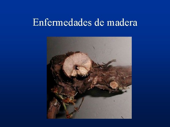 Enfermedades de madera 