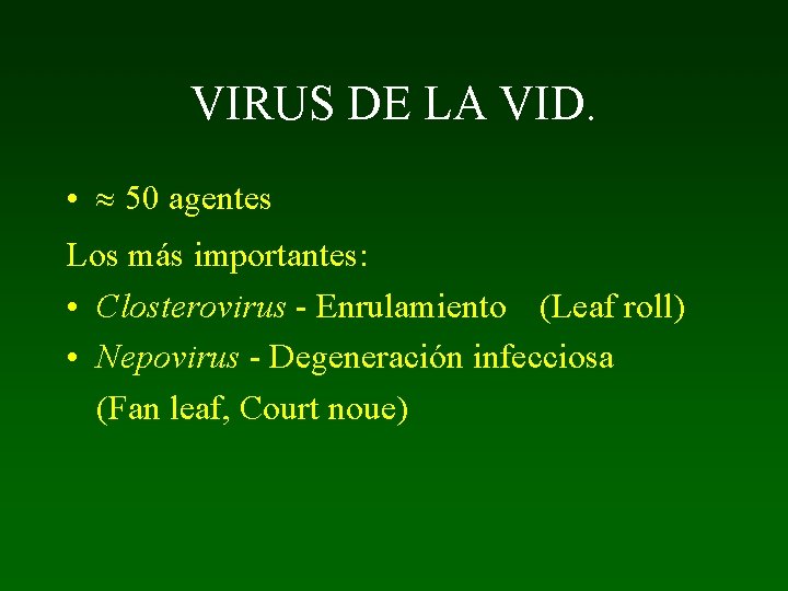 VIRUS DE LA VID. • 50 agentes Los más importantes: • Closterovirus - Enrulamiento