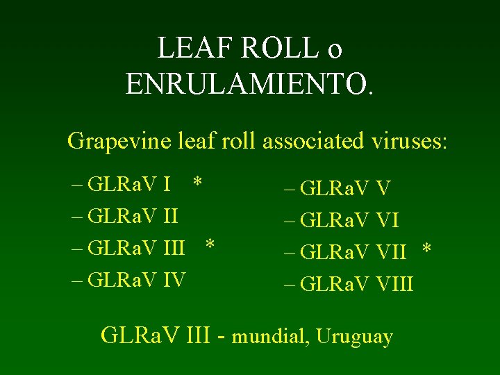 LEAF ROLL o ENRULAMIENTO. Grapevine leaf roll associated viruses: – GLRa. V I *