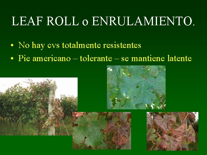 LEAF ROLL o ENRULAMIENTO. • No hay cvs totalmente resistentes • Pie americano –