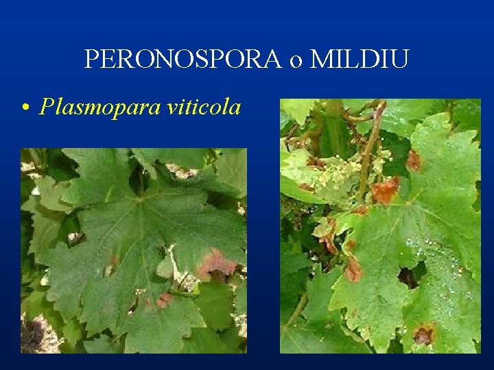 PERONOSPORA o MILDIU • Plasmopara viticola 