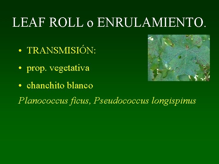 LEAF ROLL o ENRULAMIENTO. • TRANSMISIÓN: • prop. vegetativa • chanchito blanco Planococcus ficus,