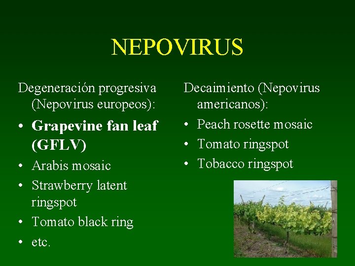 NEPOVIRUS Degeneración progresiva (Nepovirus europeos): • Grapevine fan leaf (GFLV) • Arabis mosaic •