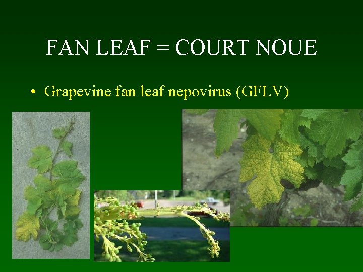 FAN LEAF = COURT NOUE • Grapevine fan leaf nepovirus (GFLV) 