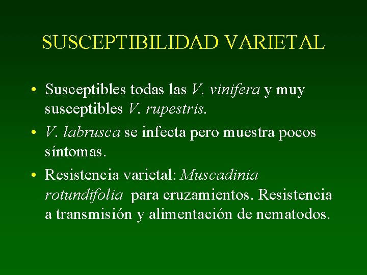 SUSCEPTIBILIDAD VARIETAL • Susceptibles todas las V. vinifera y muy susceptibles V. rupestris. •