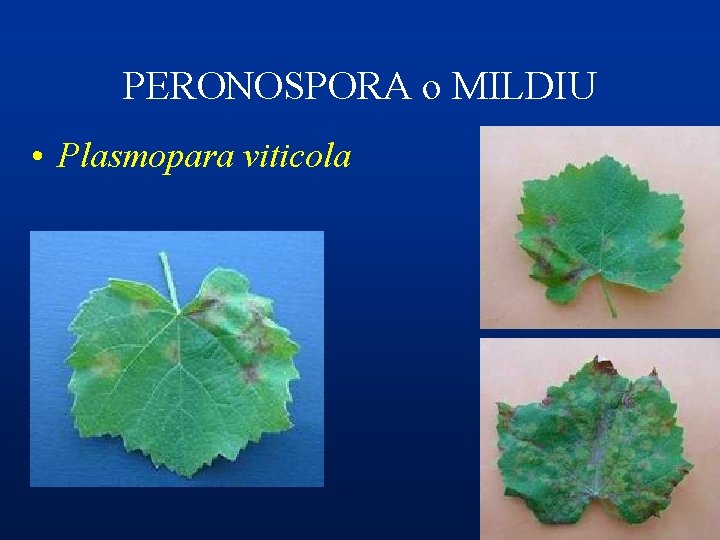 PERONOSPORA o MILDIU • Plasmopara viticola 