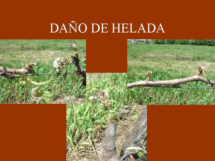 DAÑO DE HELADA 