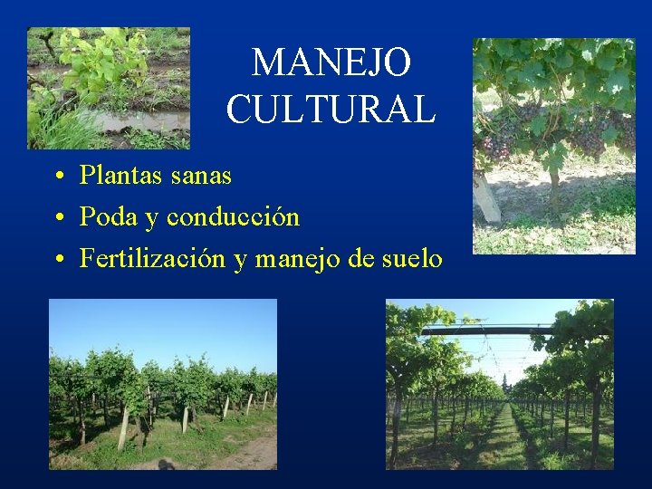 MANEJO CULTURAL • Plantas sanas • Poda y conducción • Fertilización y manejo de