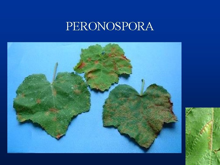 PERONOSPORA 