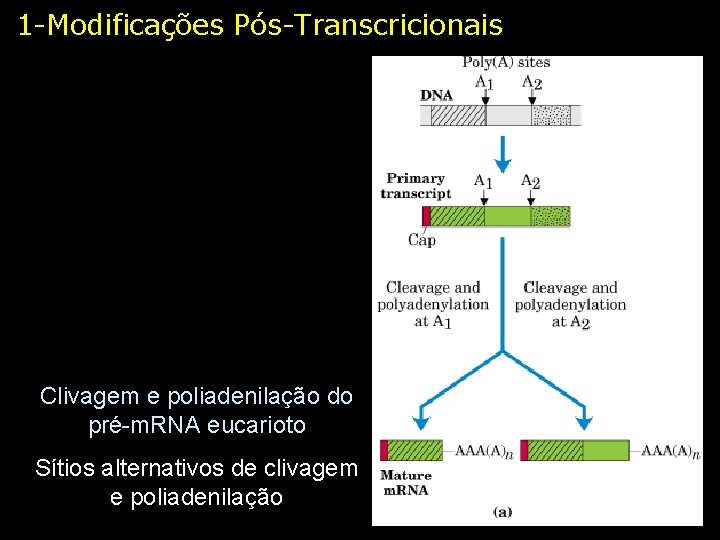 1 -Modificações Pós-Transcricionais Clivagem e poliadenilação do pré-m. RNA eucarioto Sítios alternativos de clivagem